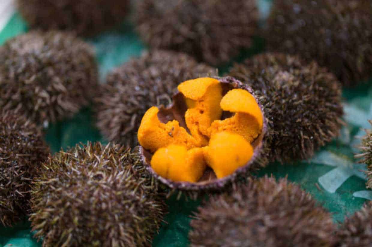 Sea Urchin-benefits of eating sushi