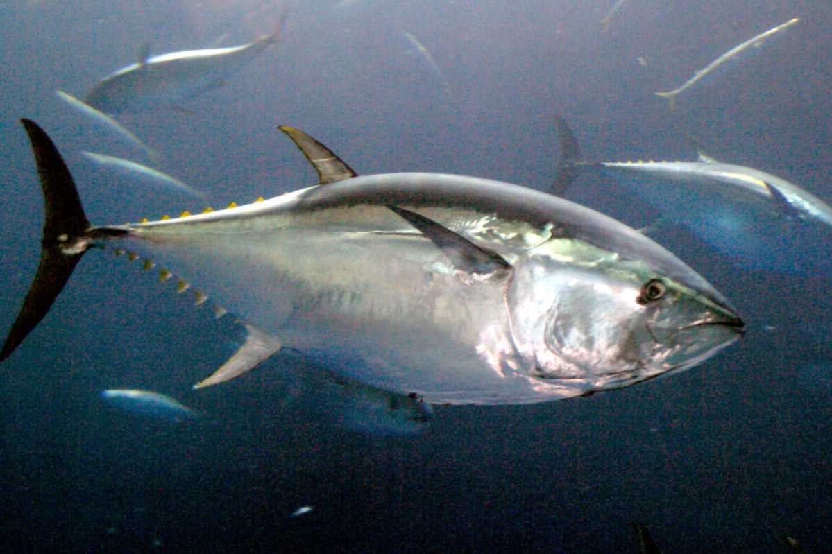 Bluefin Tuna