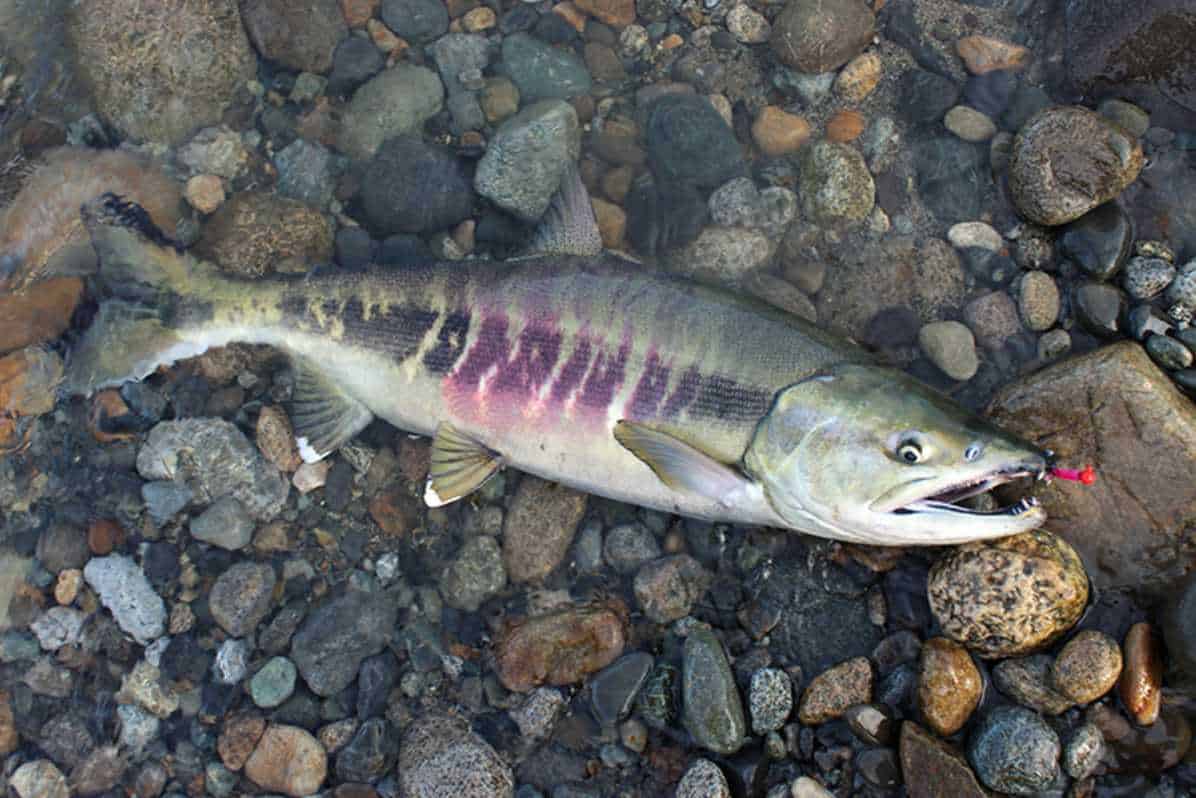 Chum Salmon-what kind of salmon is used for sushi