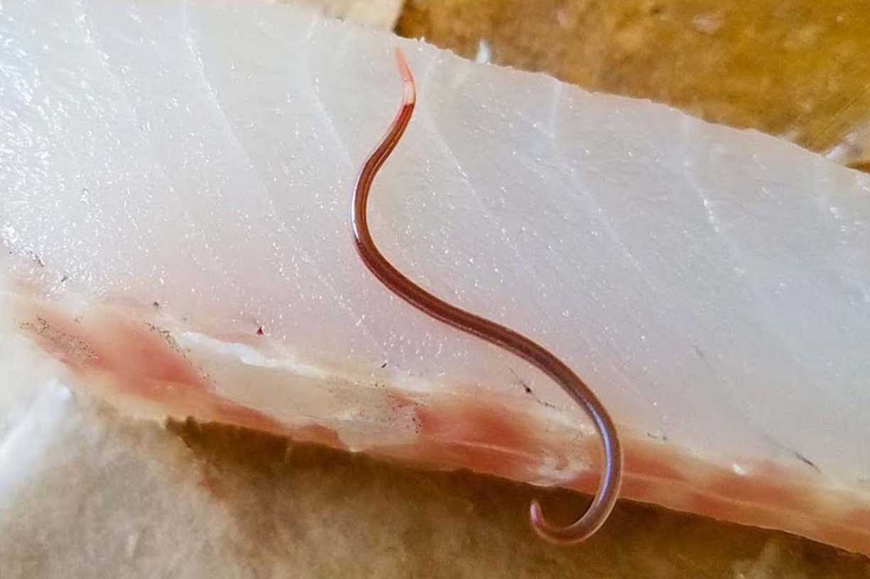 Halibut and Worms