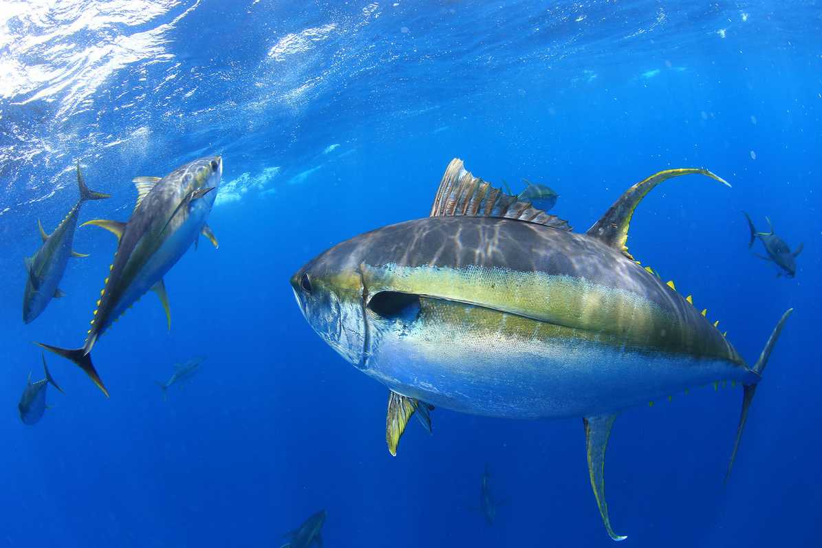 Longtail Tuna