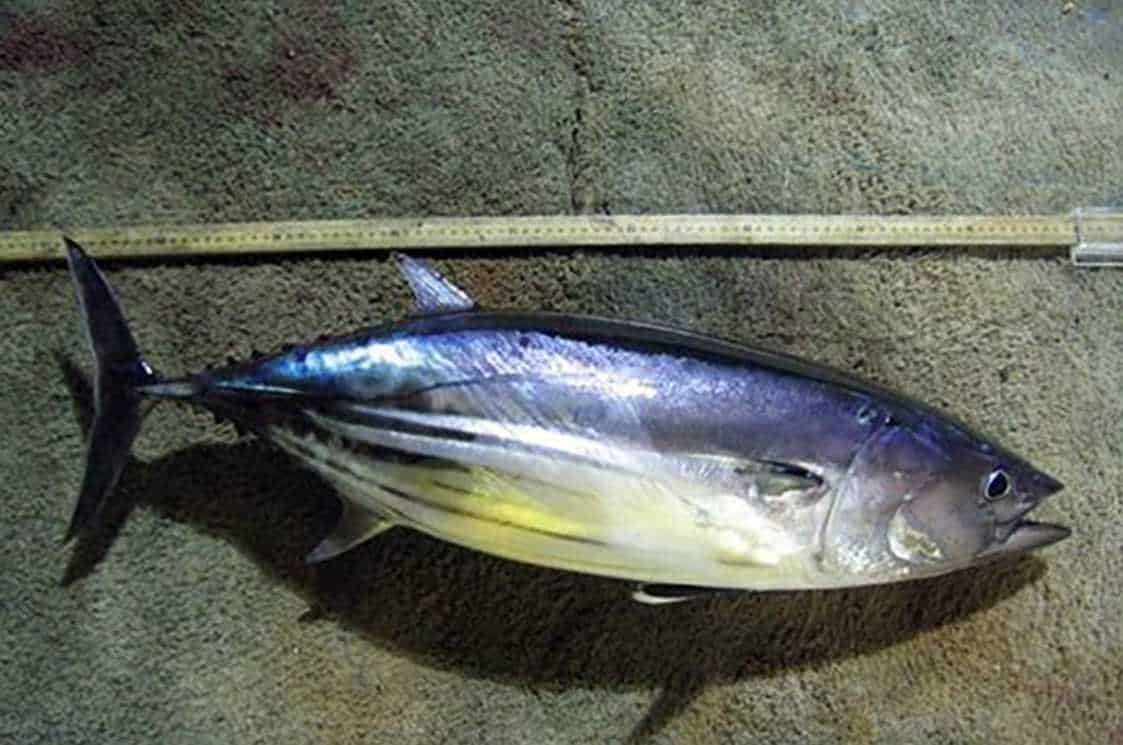 Skipjack Tuna