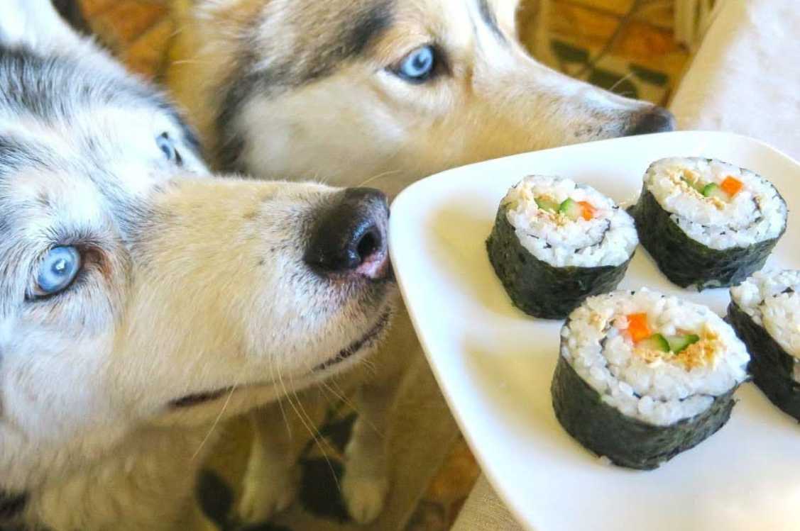 can dogs eat sushi