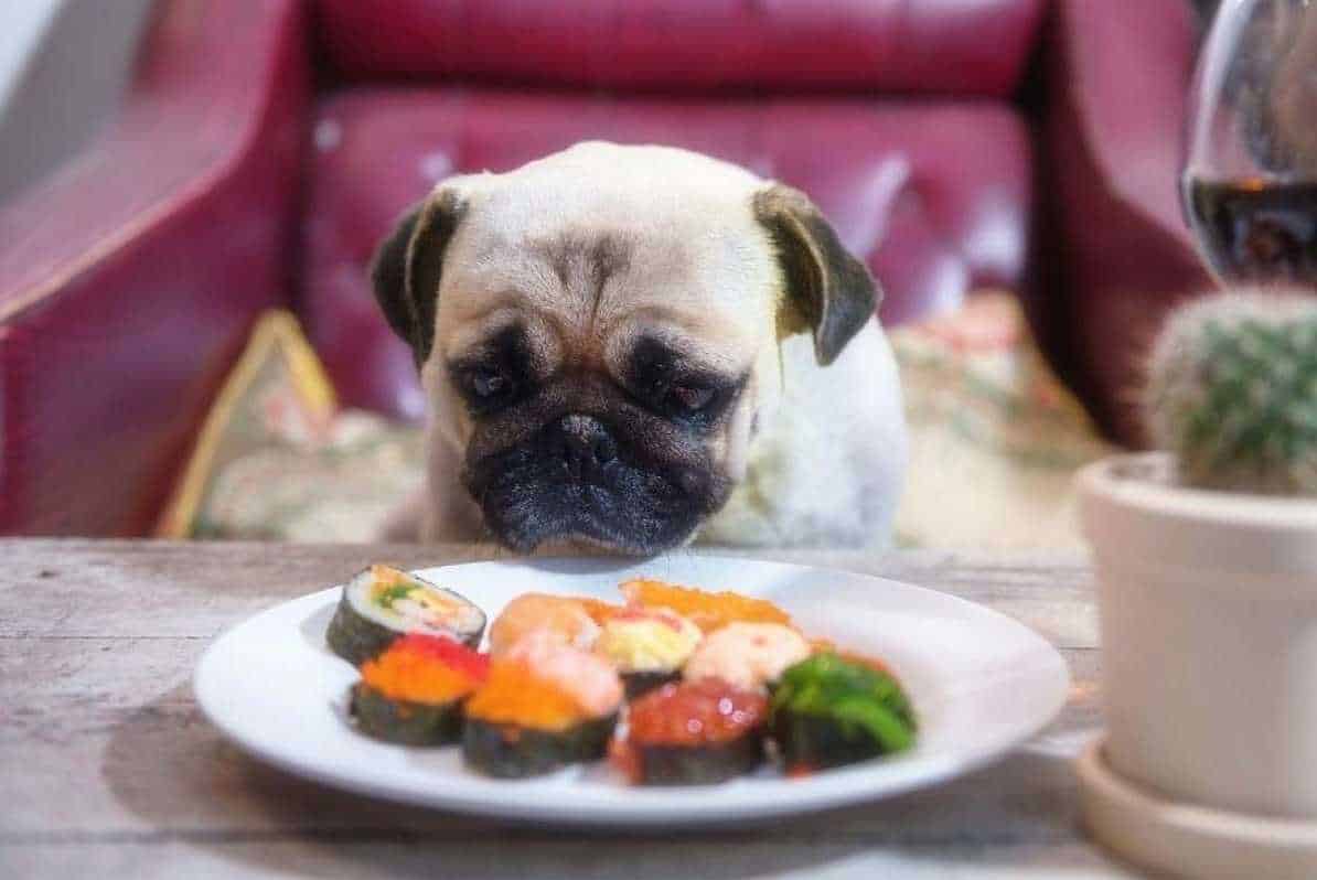 Can Dogs Eat Sushi? (Safety, Precautions & Health Benefits)