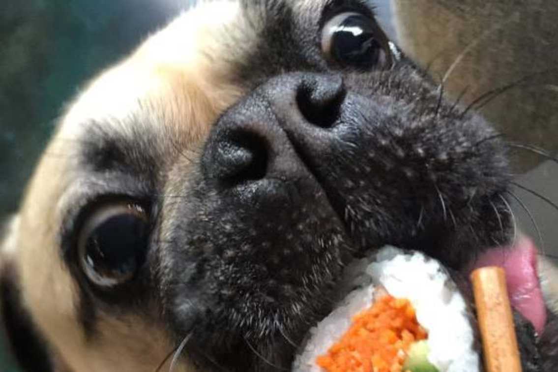 dog eating sushi