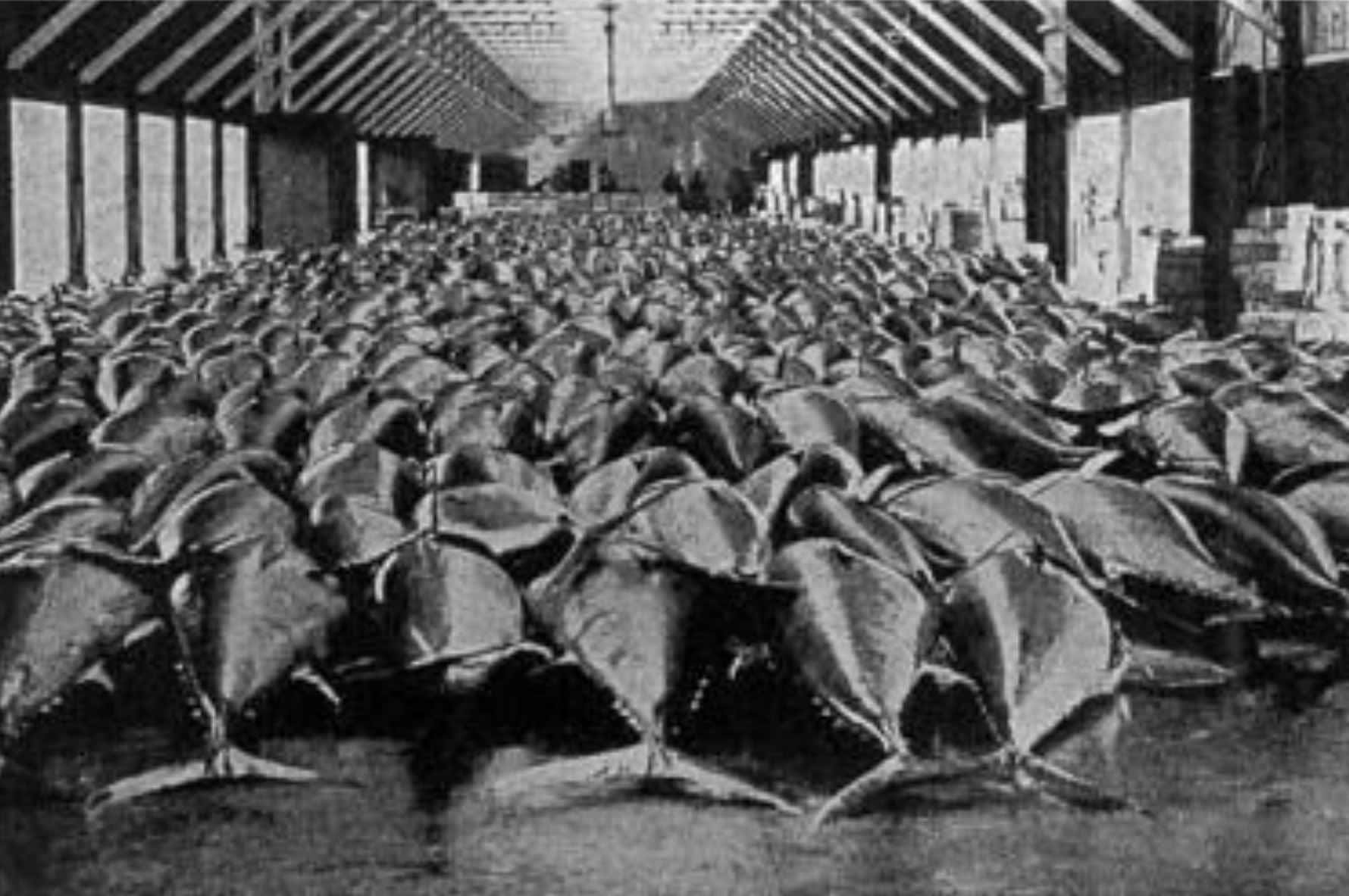 A Brief History of Tuna Sushi