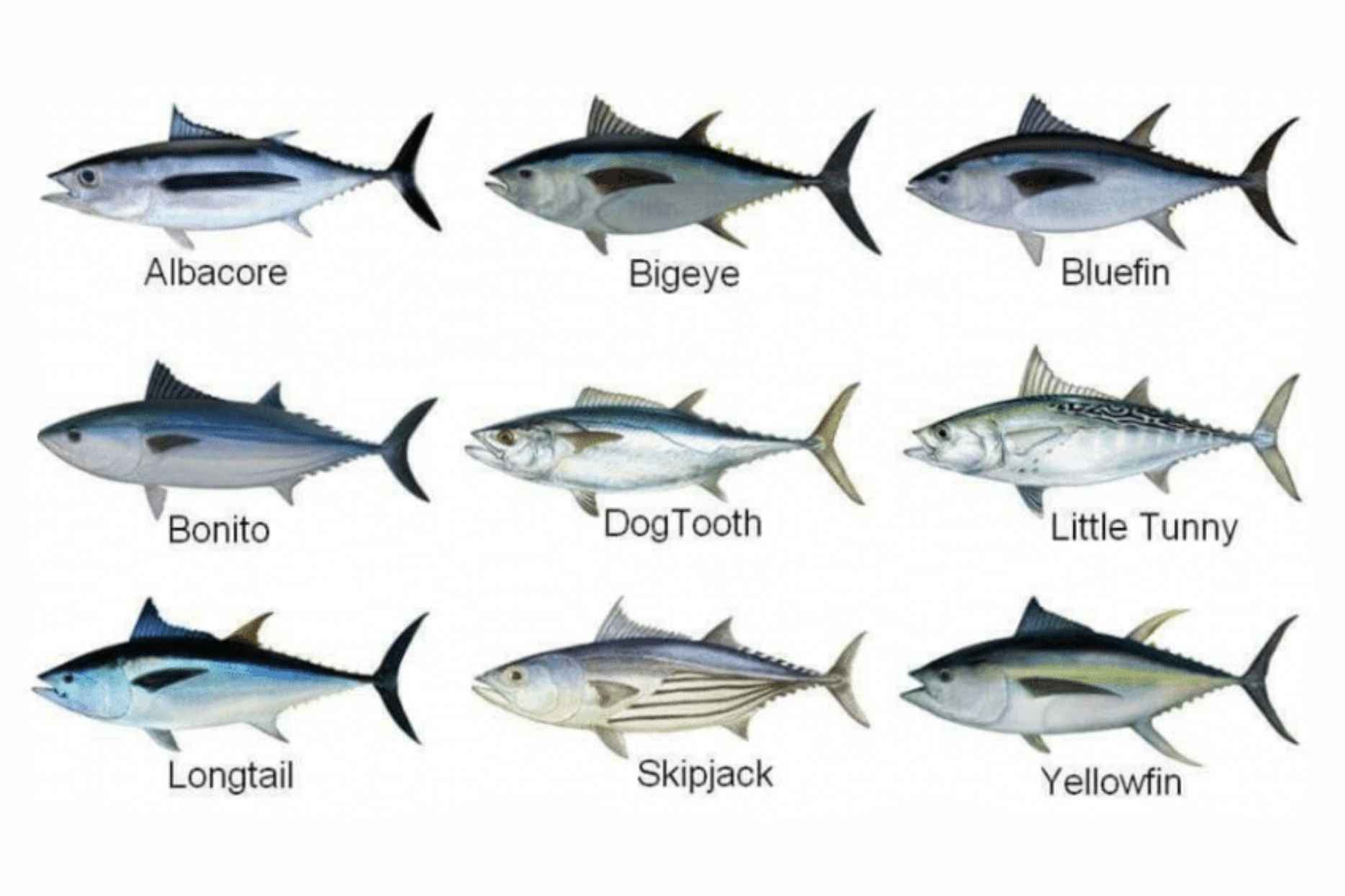 Different Tuna for Sushi